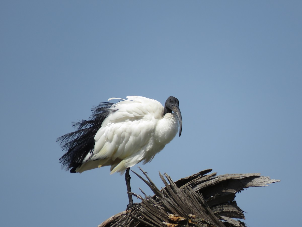 African Sacred Ibis - ML603904691