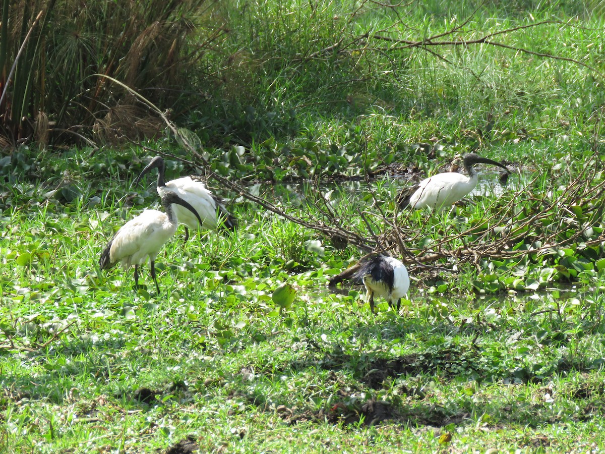 African Sacred Ibis - ML603904731