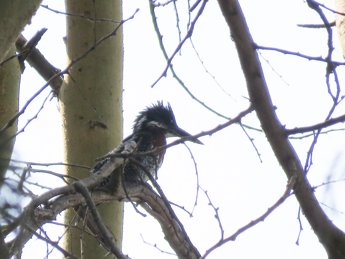 Giant Kingfisher - Mitra Daneshvar