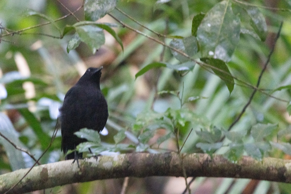Борнейская синяя птица - ML603905661