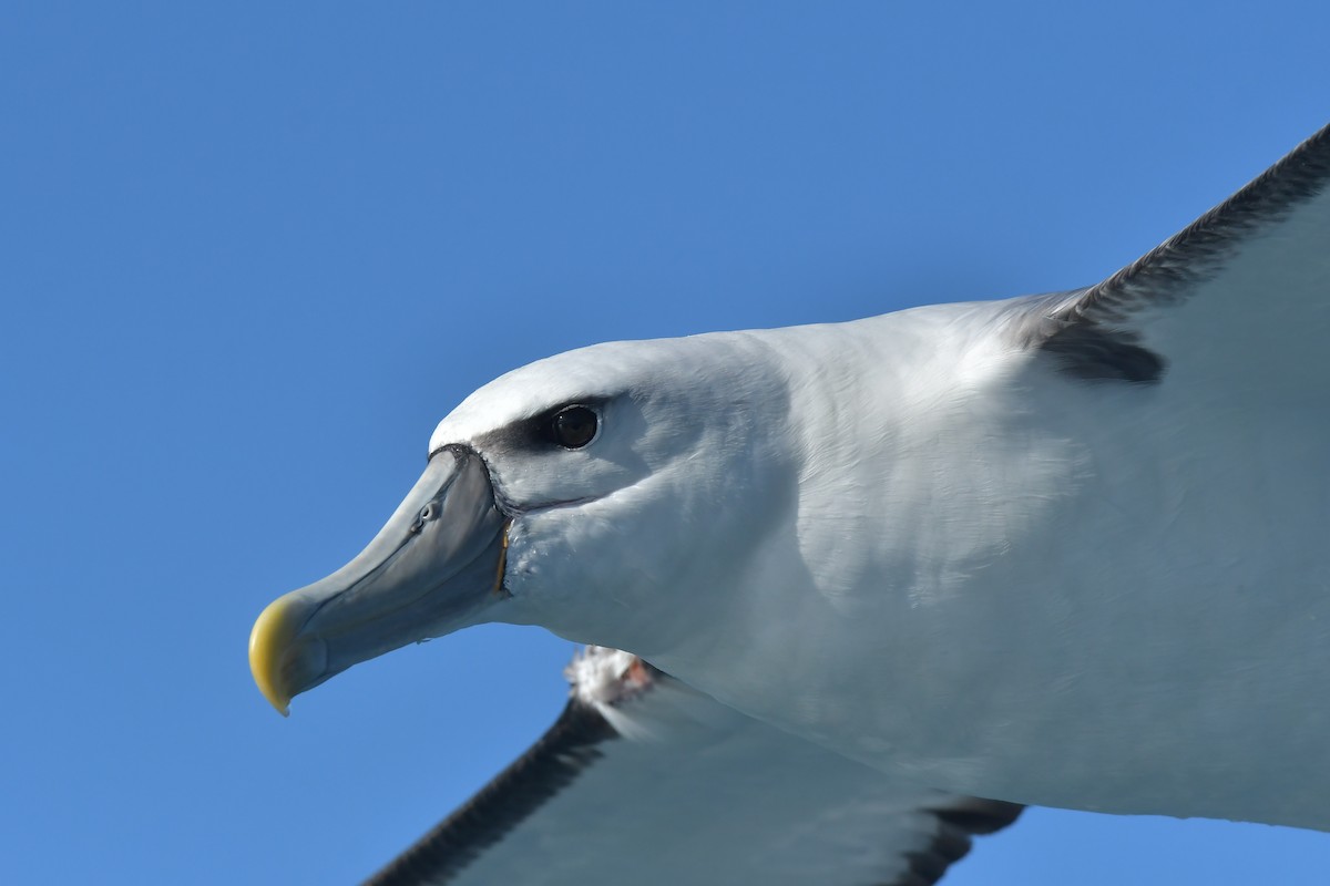 White-capped Albatross (steadi) - ML603905861