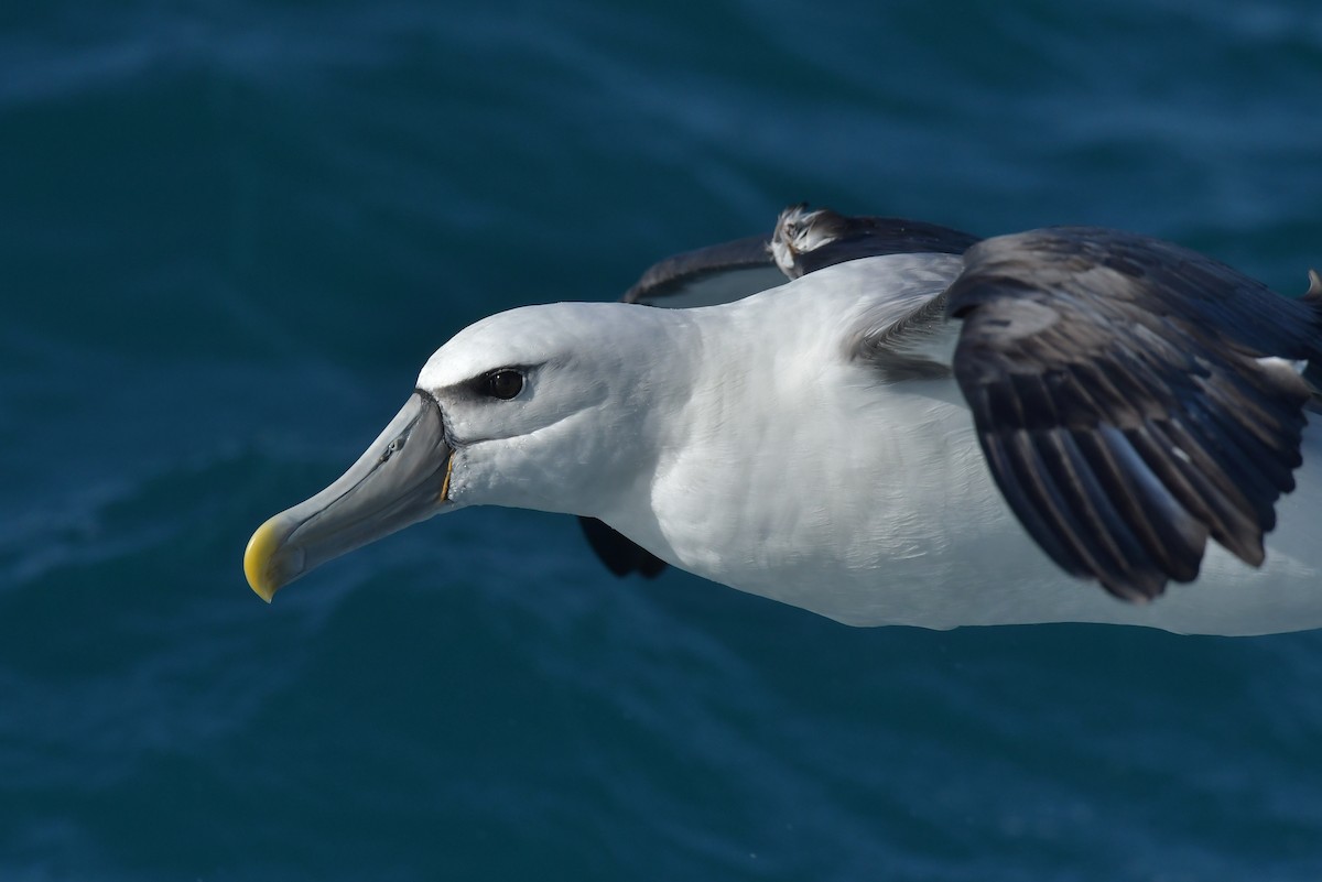 White-capped Albatross (steadi) - ML603905871