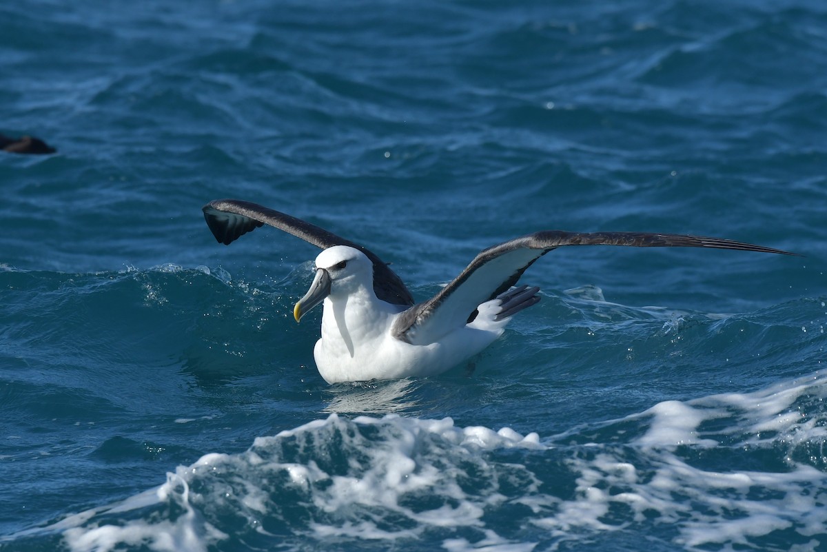 White-capped Albatross (steadi) - ML603905881