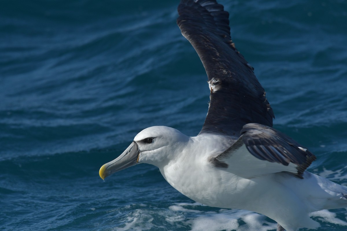 White-capped Albatross (steadi) - Christopher Stephens