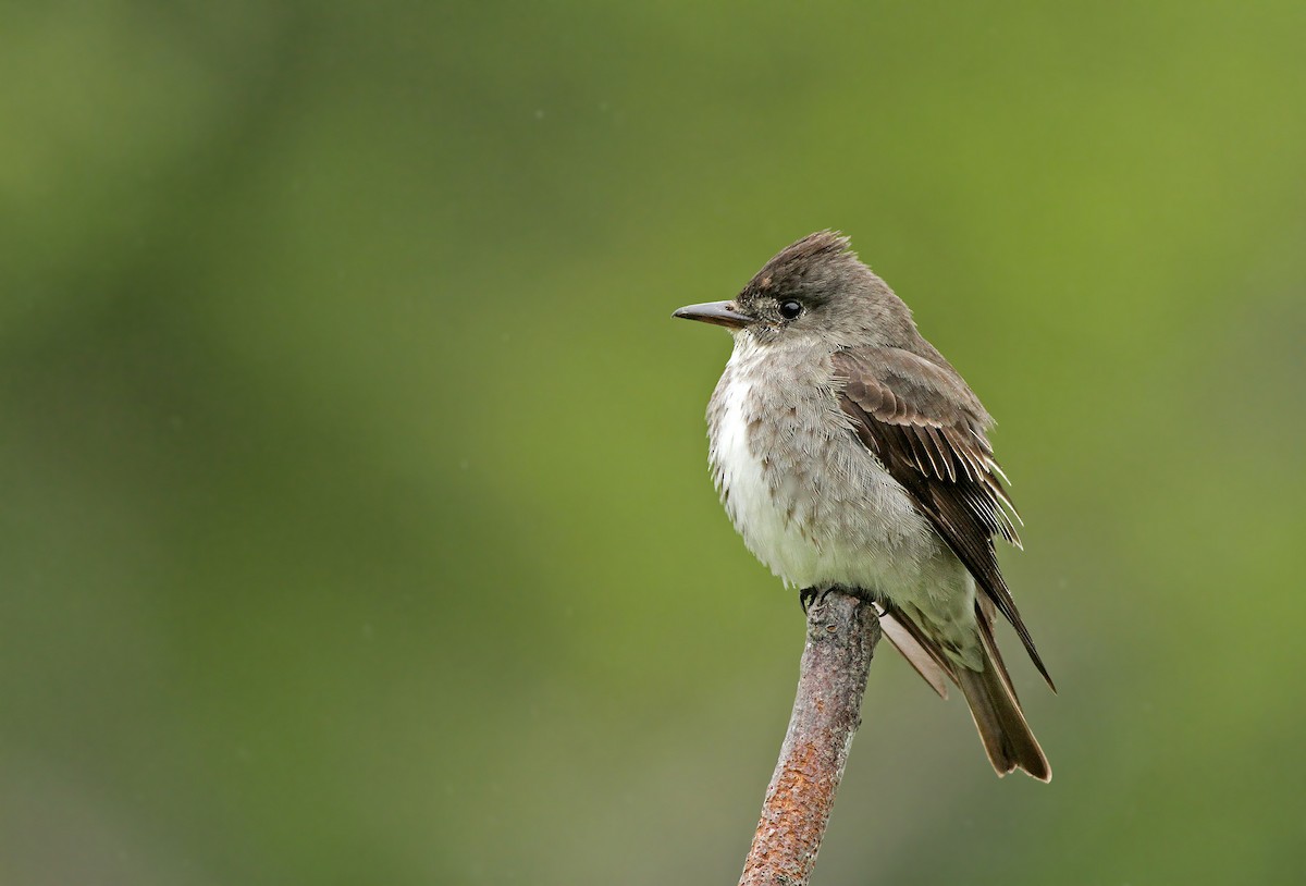 Olive-sided Flycatcher - ML60390631