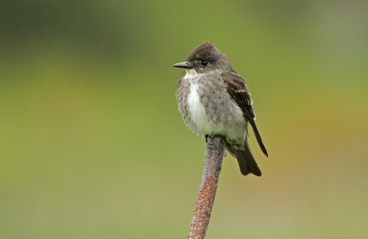 Olive-sided Flycatcher - ML60390731