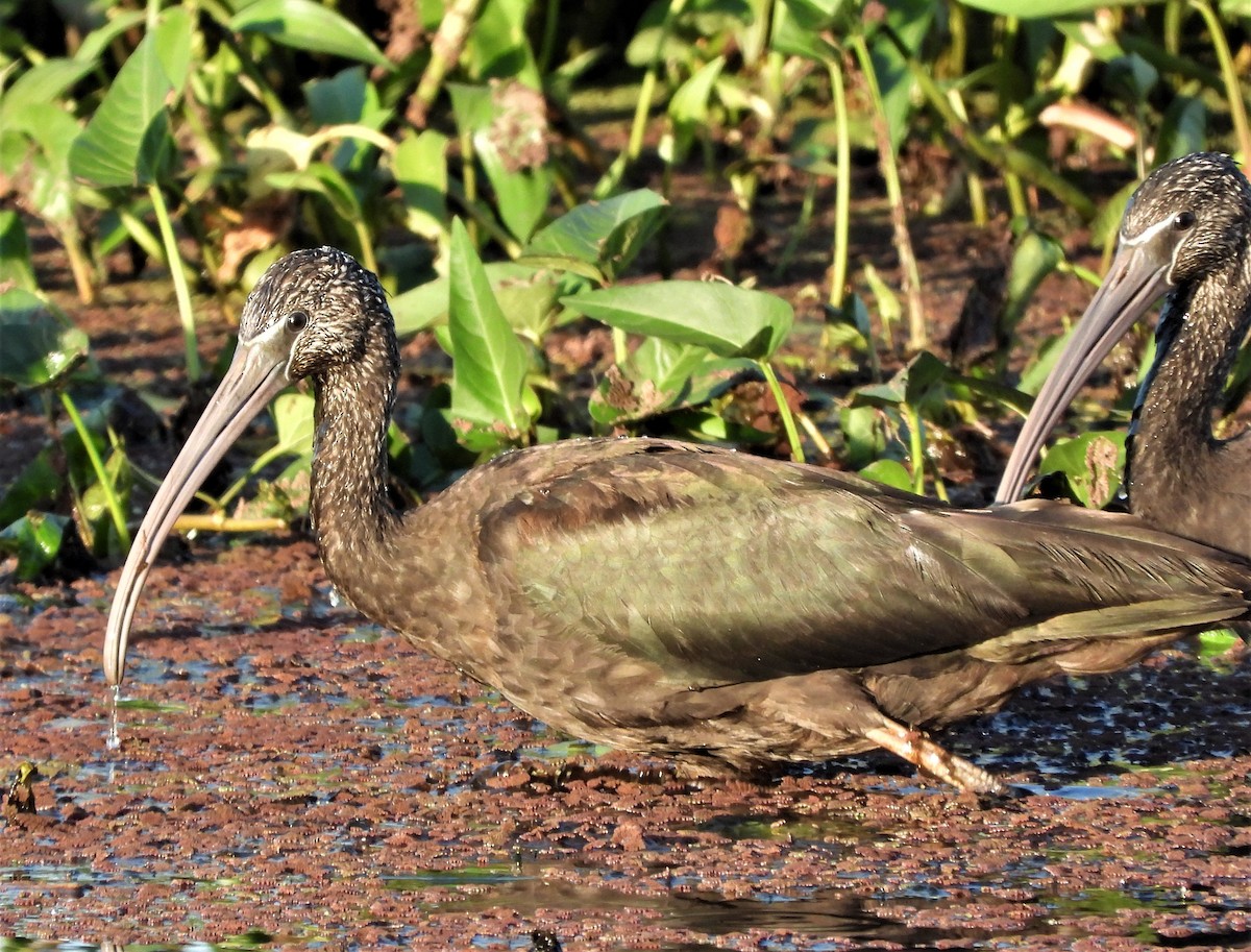 Glossy Ibis - ML603907741