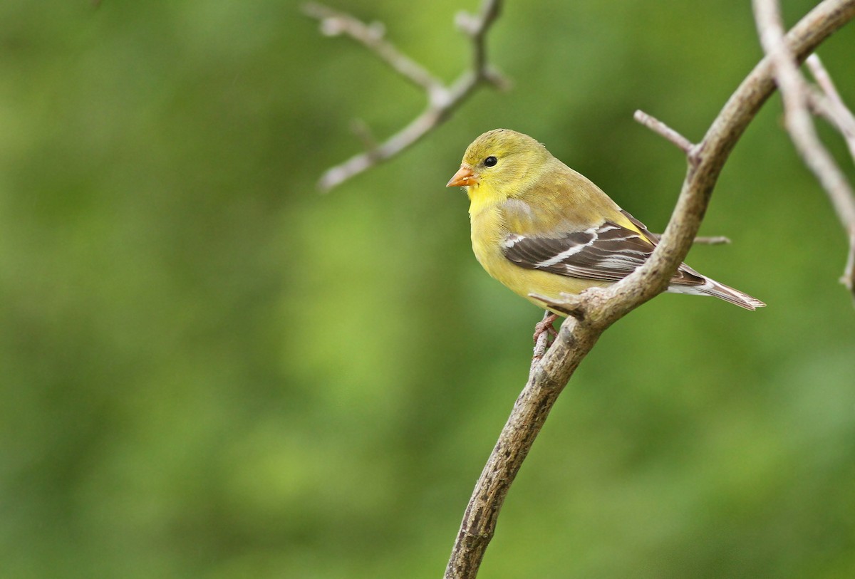 American Goldfinch - ML60390791