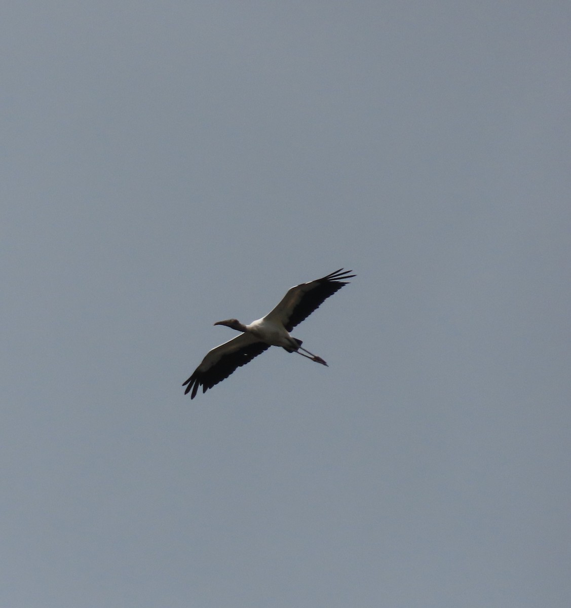 Wood Stork - ML603909591