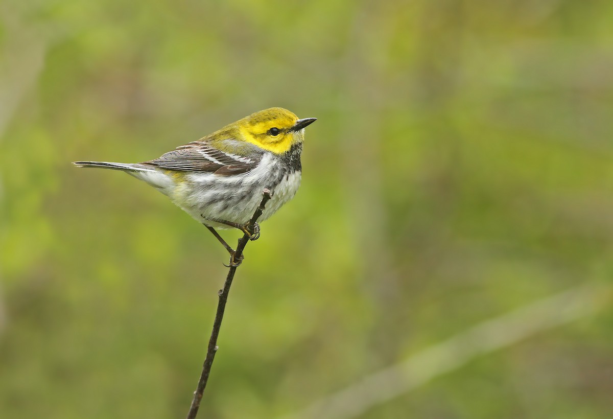 Black-throated Green Warbler - Jeremiah Trimble