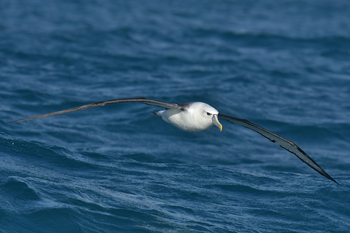 White-capped Albatross (steadi) - ML603910251