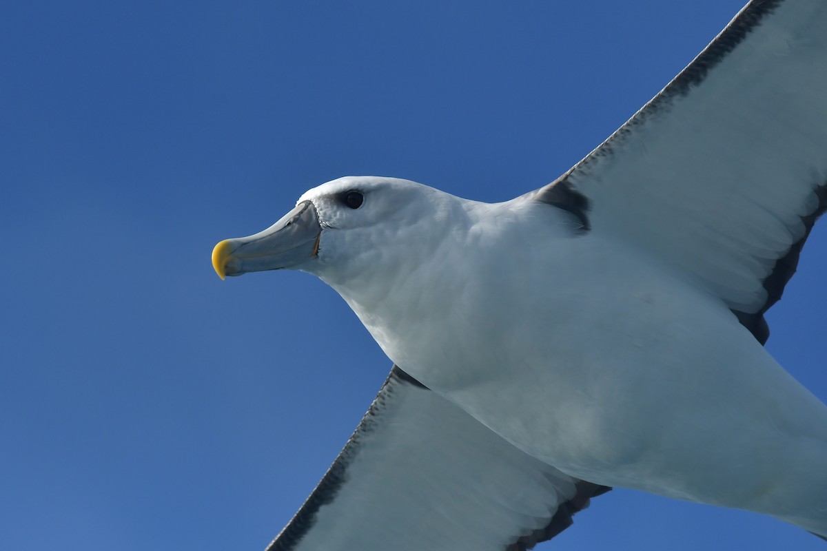 White-capped Albatross (steadi) - ML603910281