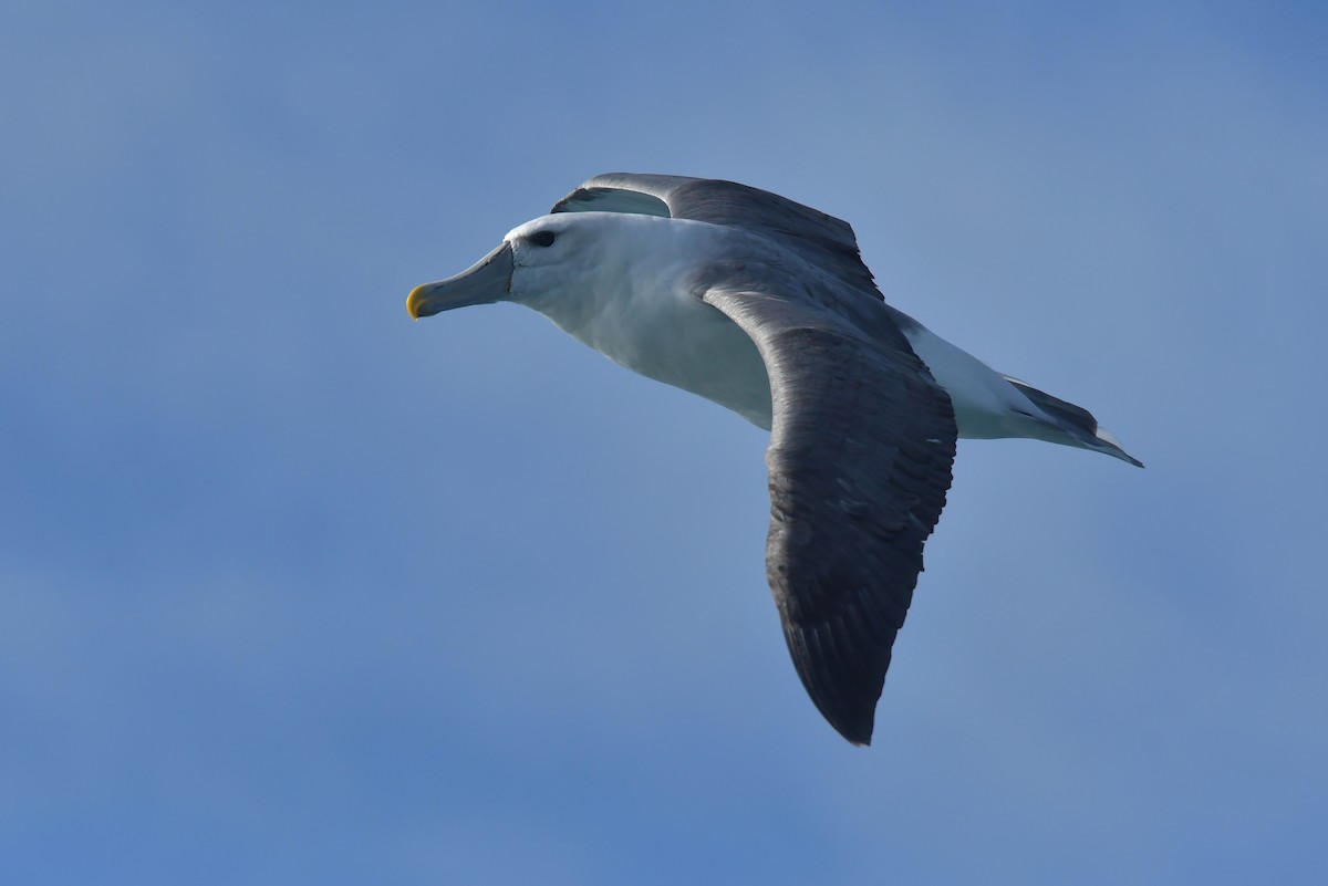 White-capped Albatross (steadi) - ML603910291
