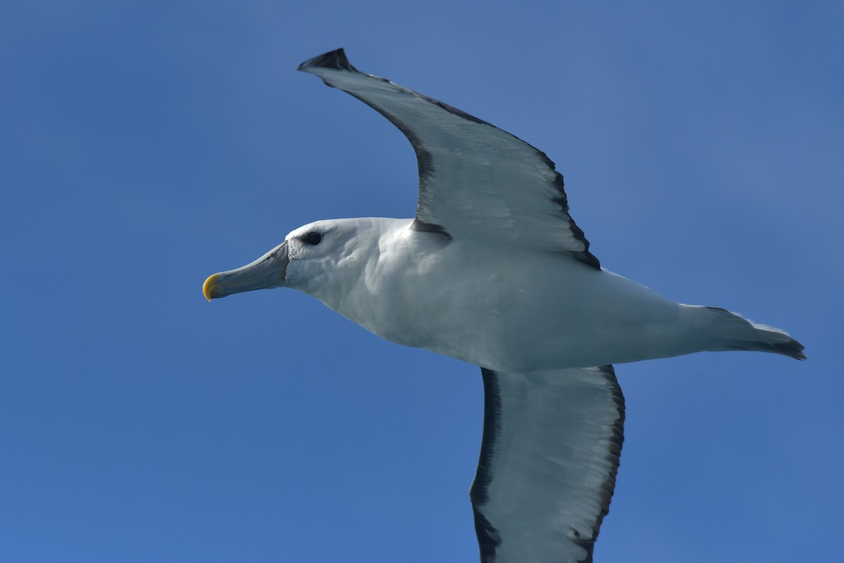 White-capped Albatross (steadi) - ML603910301