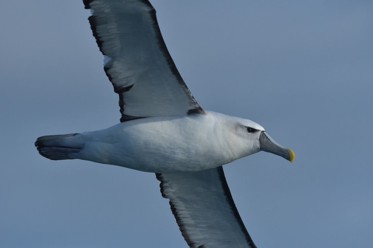 White-capped Albatross (steadi) - ML603910311