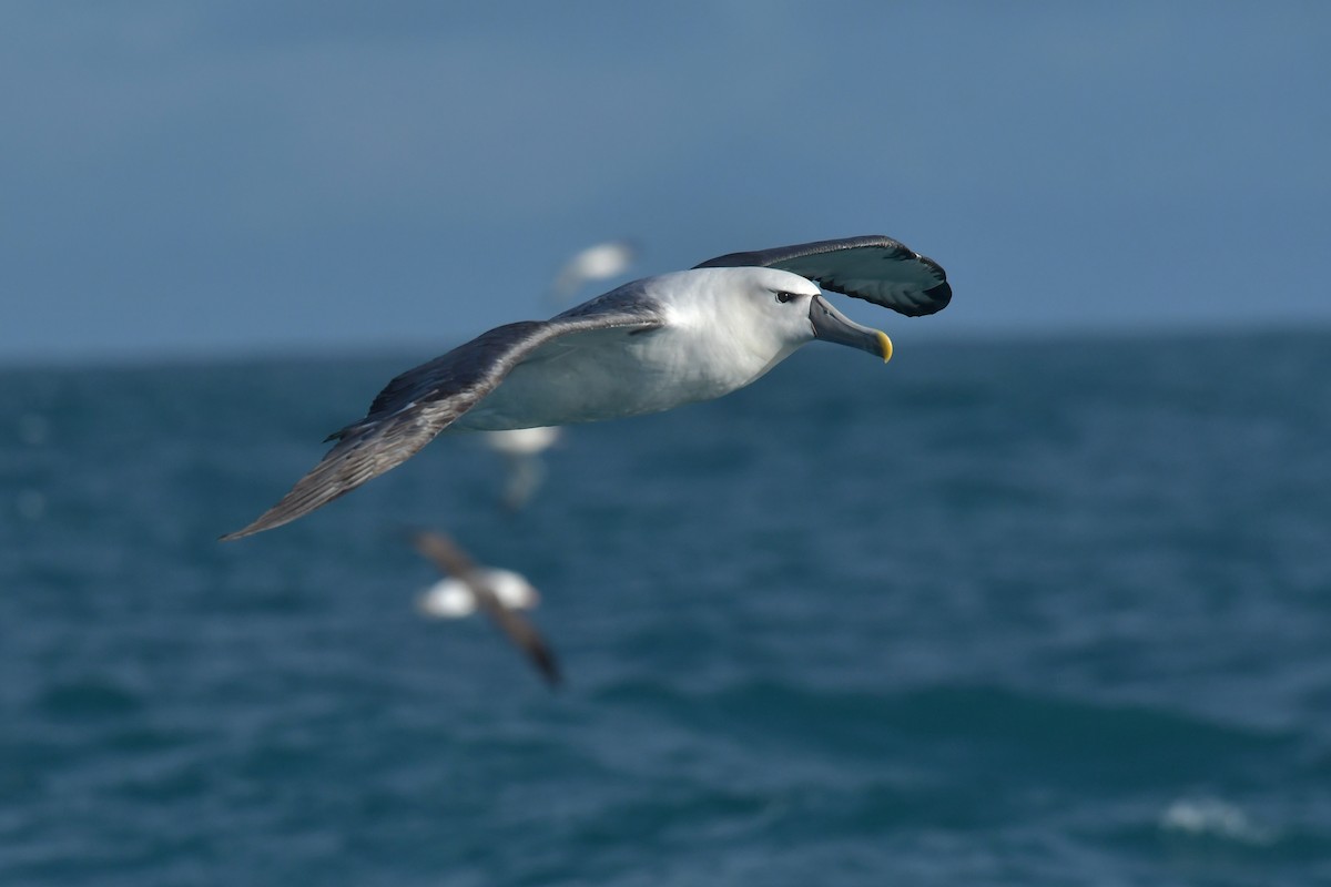 White-capped Albatross (steadi) - ML603910321