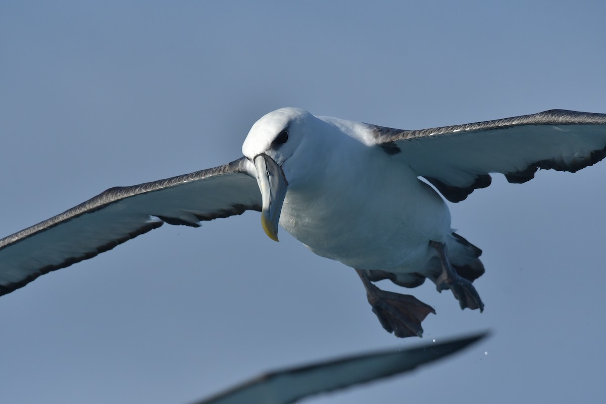 White-capped Albatross (steadi) - ML603910331