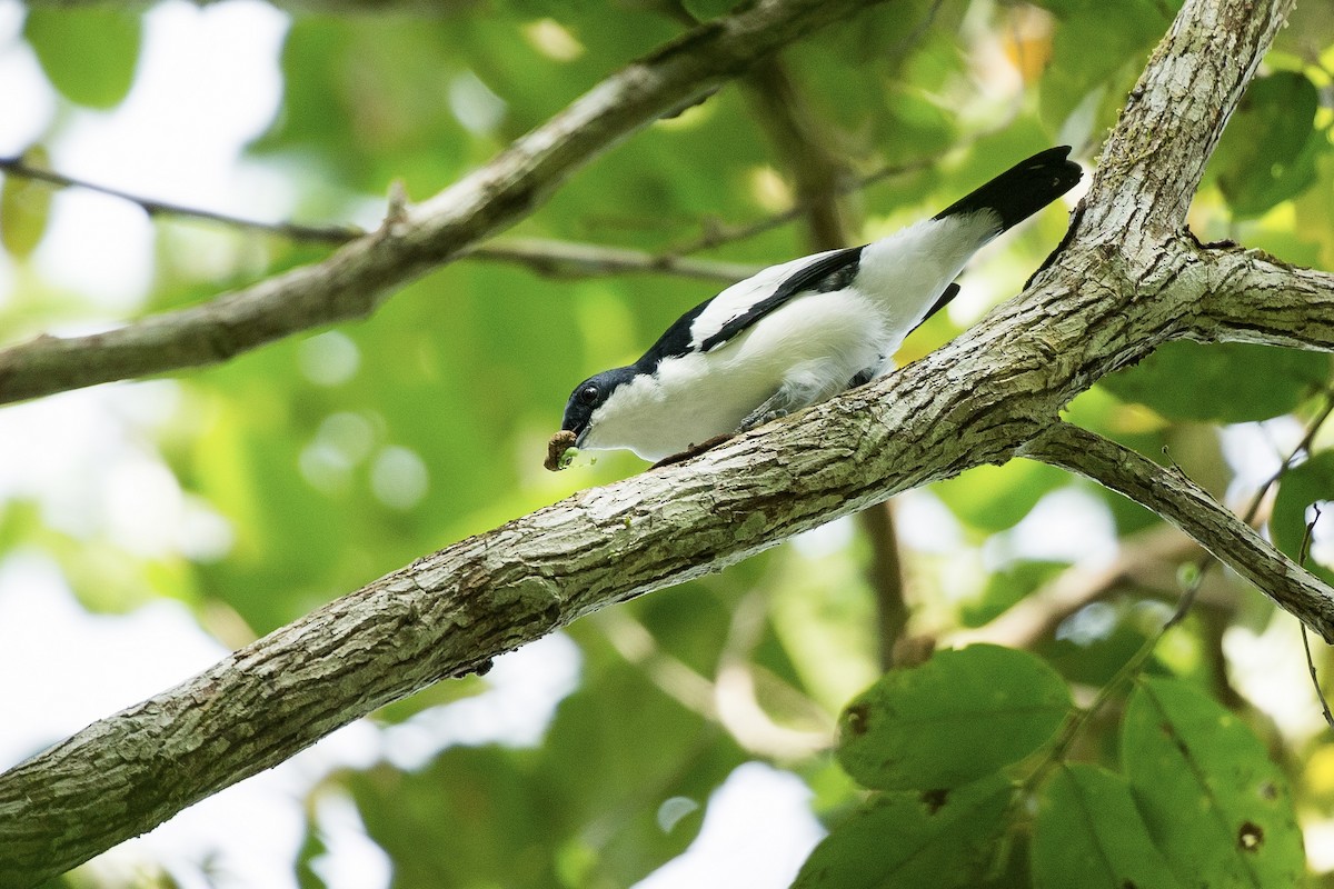 Black-browed Triller (Biak) - Mathieu Bally