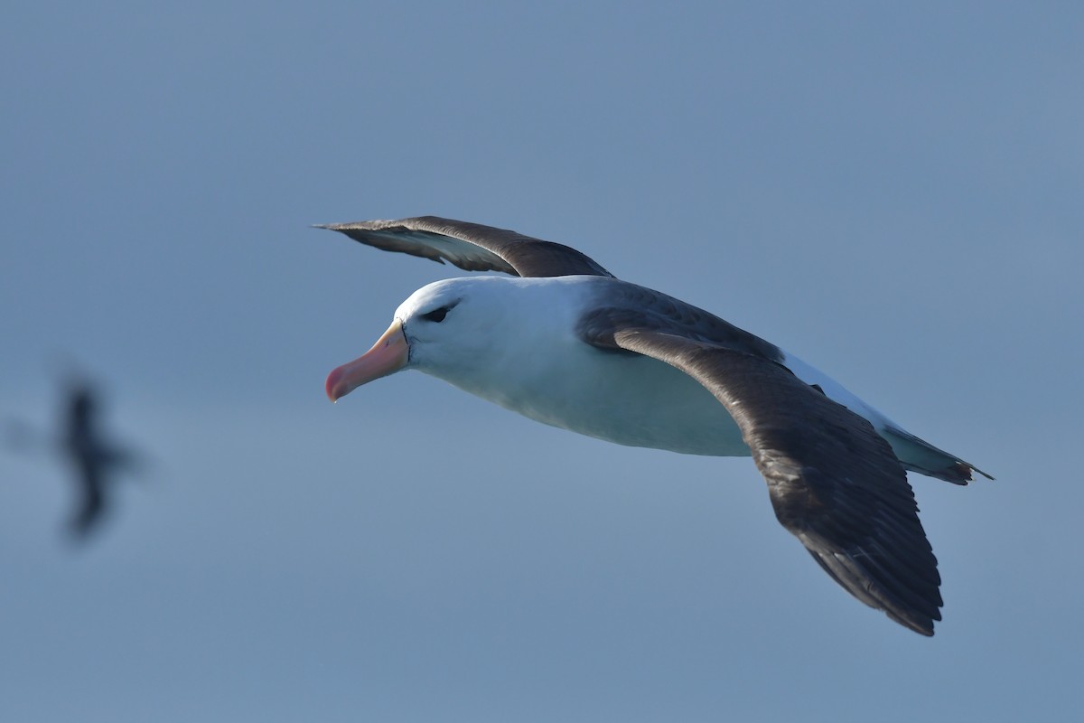 Albatros bekainduna (melanophris) - ML603910581