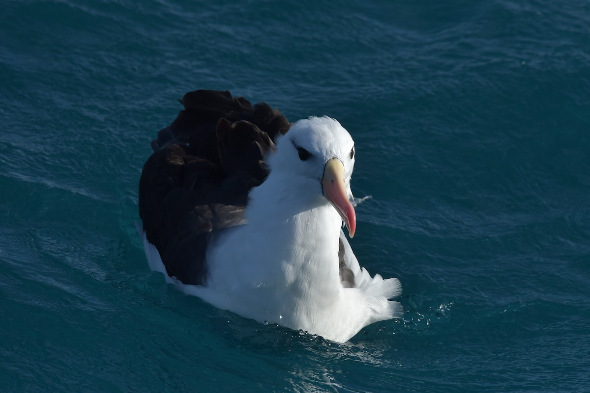 Kara Kaşlı Albatros (melanophris) - ML603910591