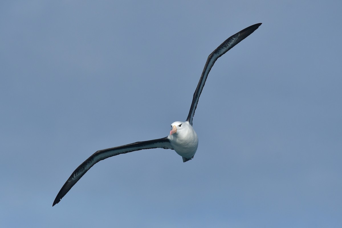 Kara Kaşlı Albatros (melanophris) - ML603910601