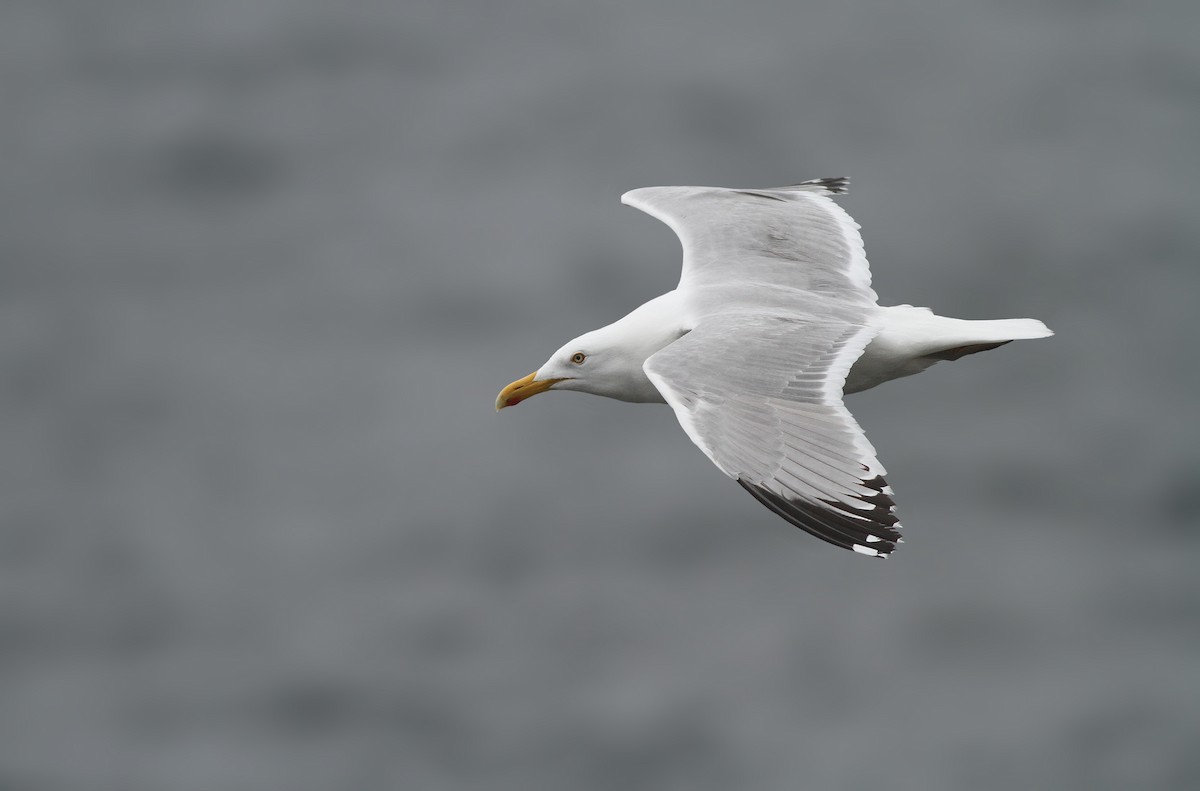 American Herring Gull - Jeremiah Trimble