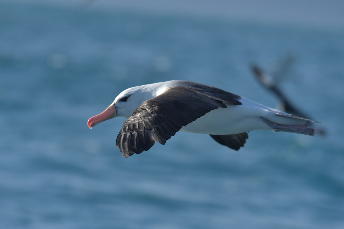 Чернобровый альбатрос (melanophris) - ML603910611