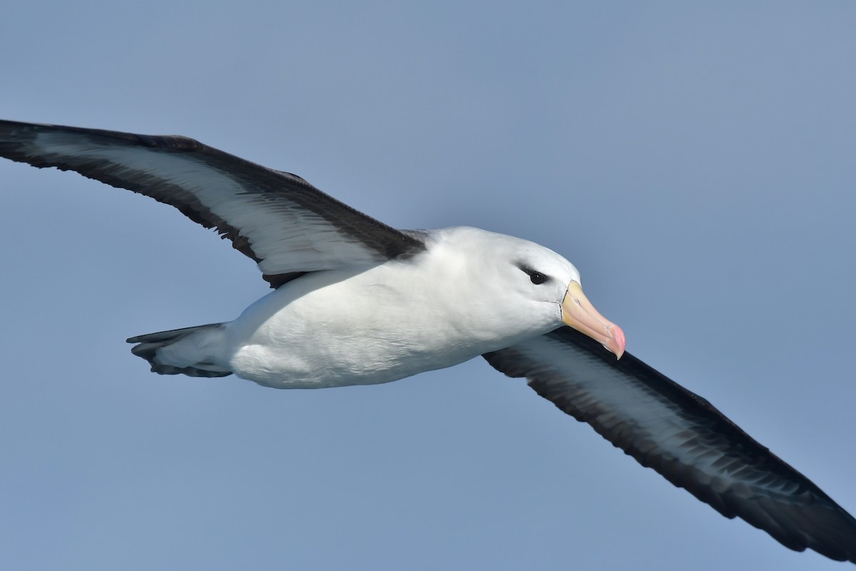 Albatros à sourcils noirs (melanophris) - ML603910621