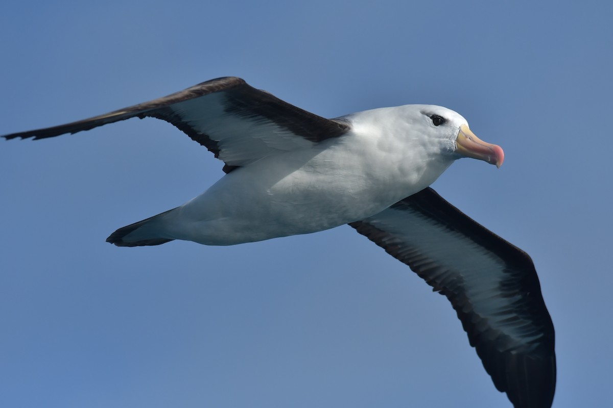 Black-browed Albatross (Black-browed) - Christopher Stephens
