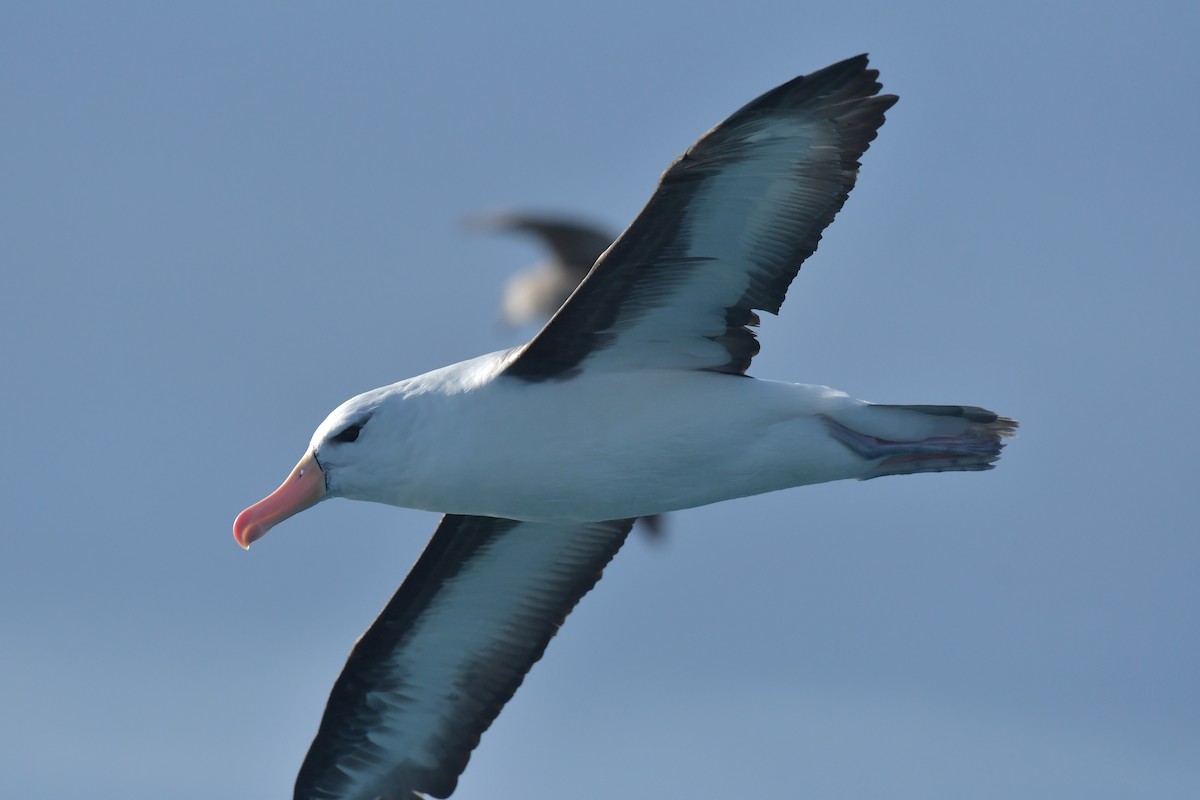Albatros à sourcils noirs (melanophris) - ML603910641