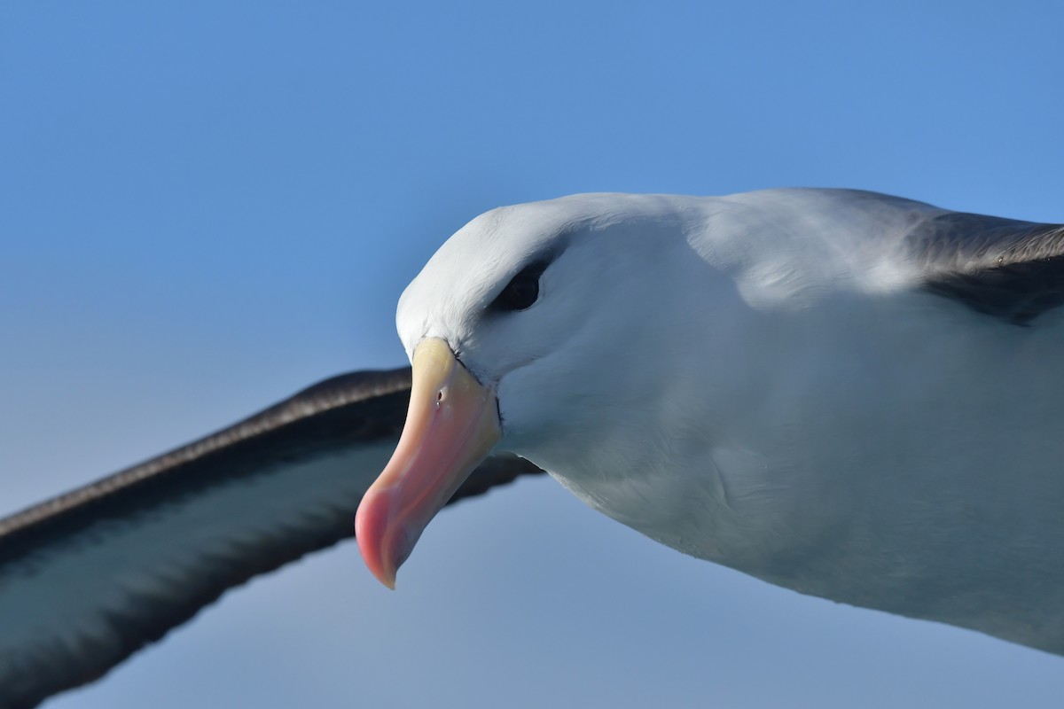 Albatros à sourcils noirs (melanophris) - ML603910651