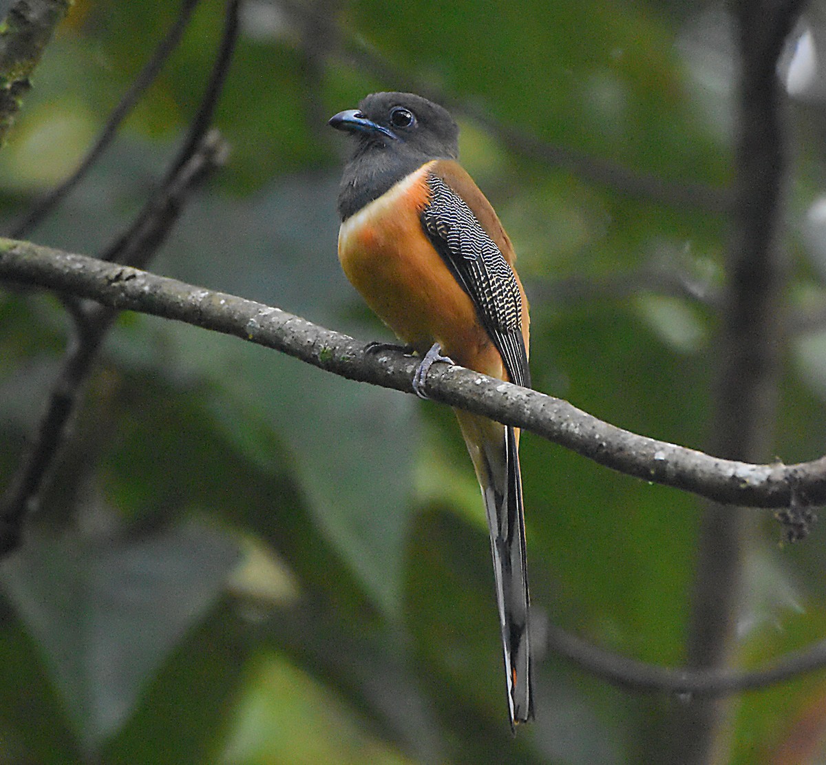 Malabartrogon - ML603911331