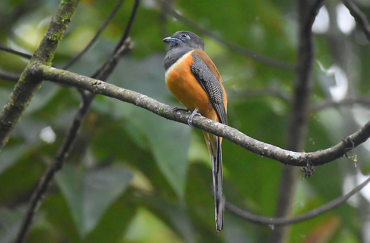 Malabar Trogon - Ravi Kini