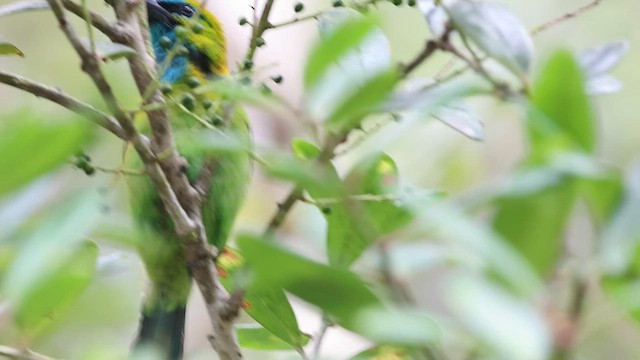 Golden-naped Barbet - ML603911381