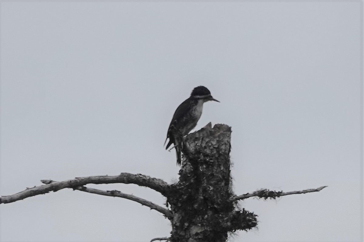 Black-backed Woodpecker - ML603911531