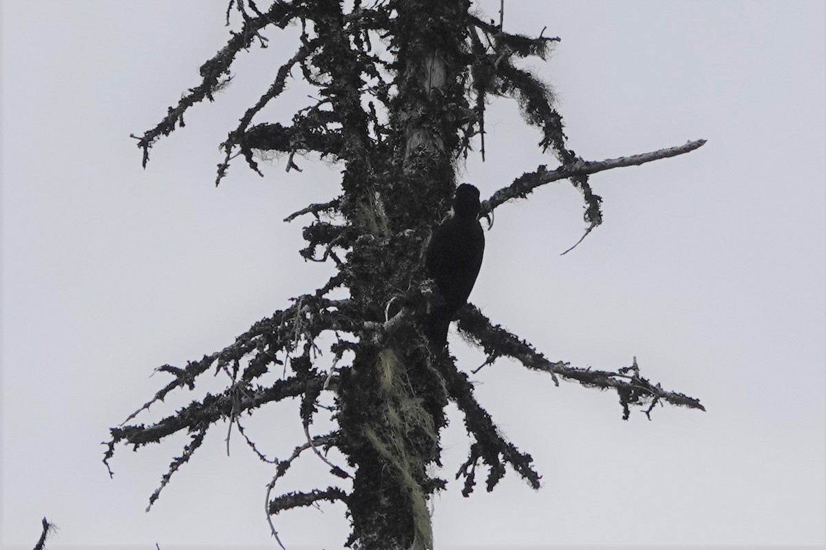 Black-backed Woodpecker - ML603911541