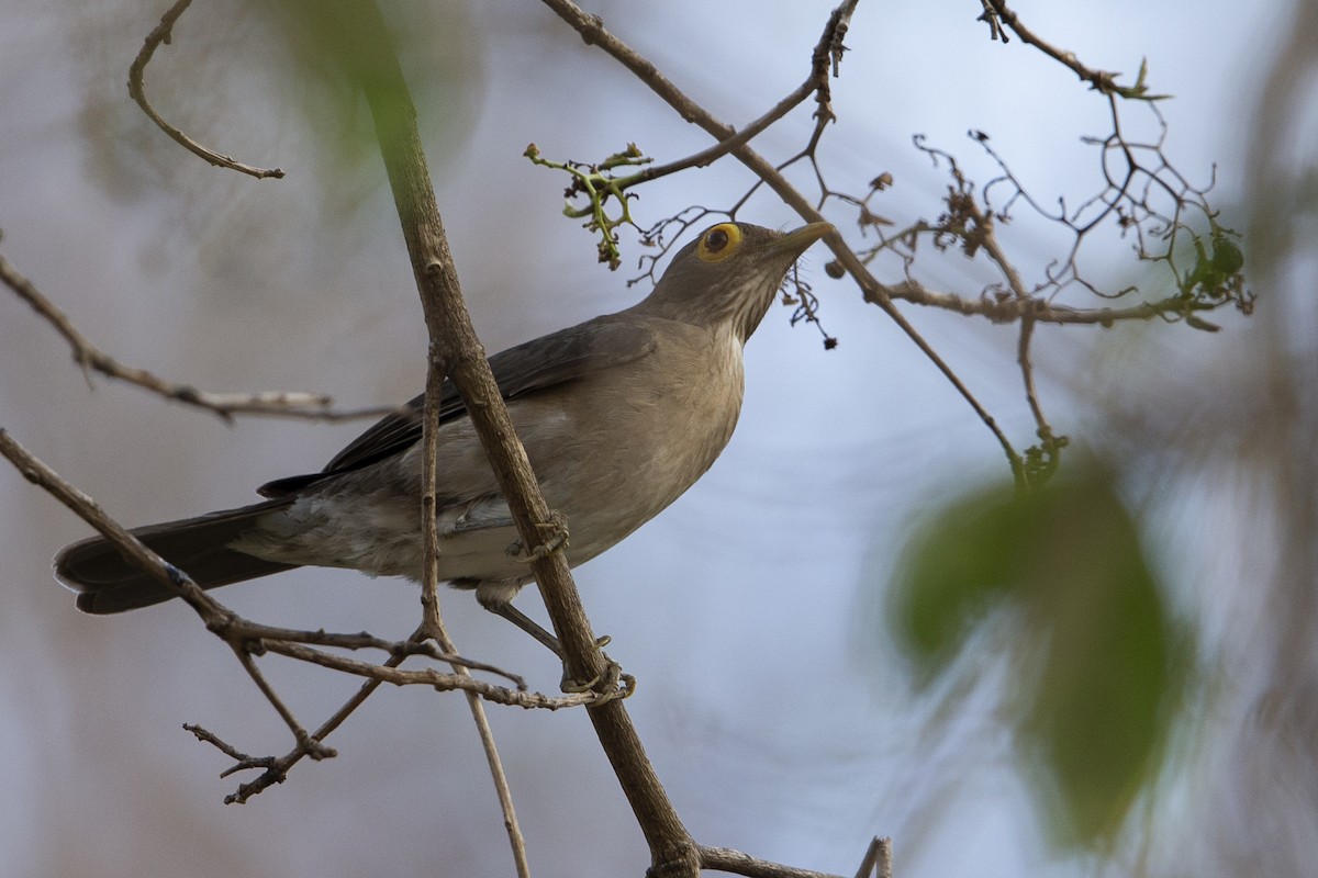 Spectacled Thrush - ML603912471