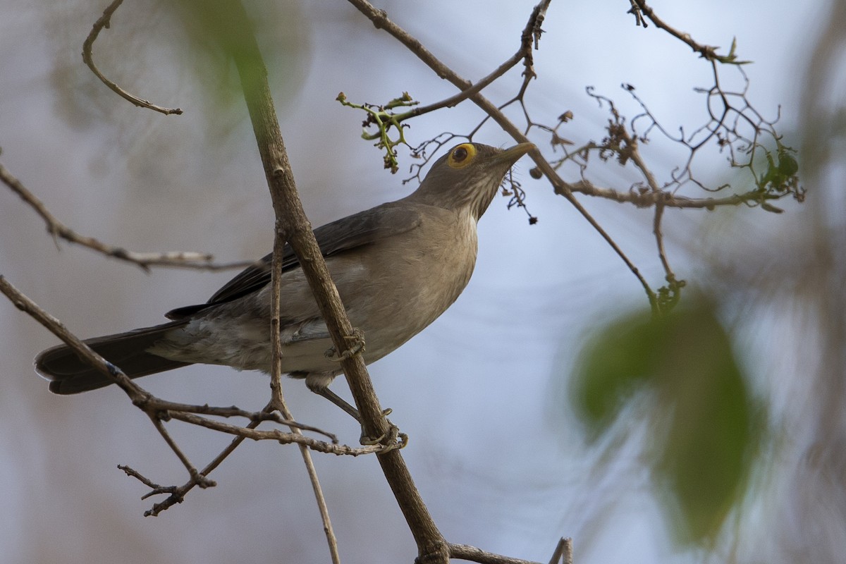 Spectacled Thrush - ML603912471