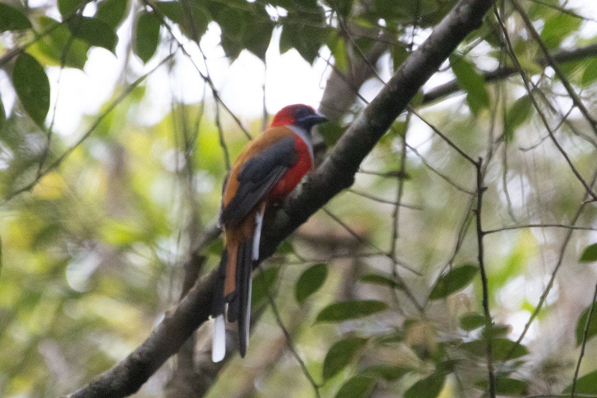 Whitehead's Trogon - ML603912931