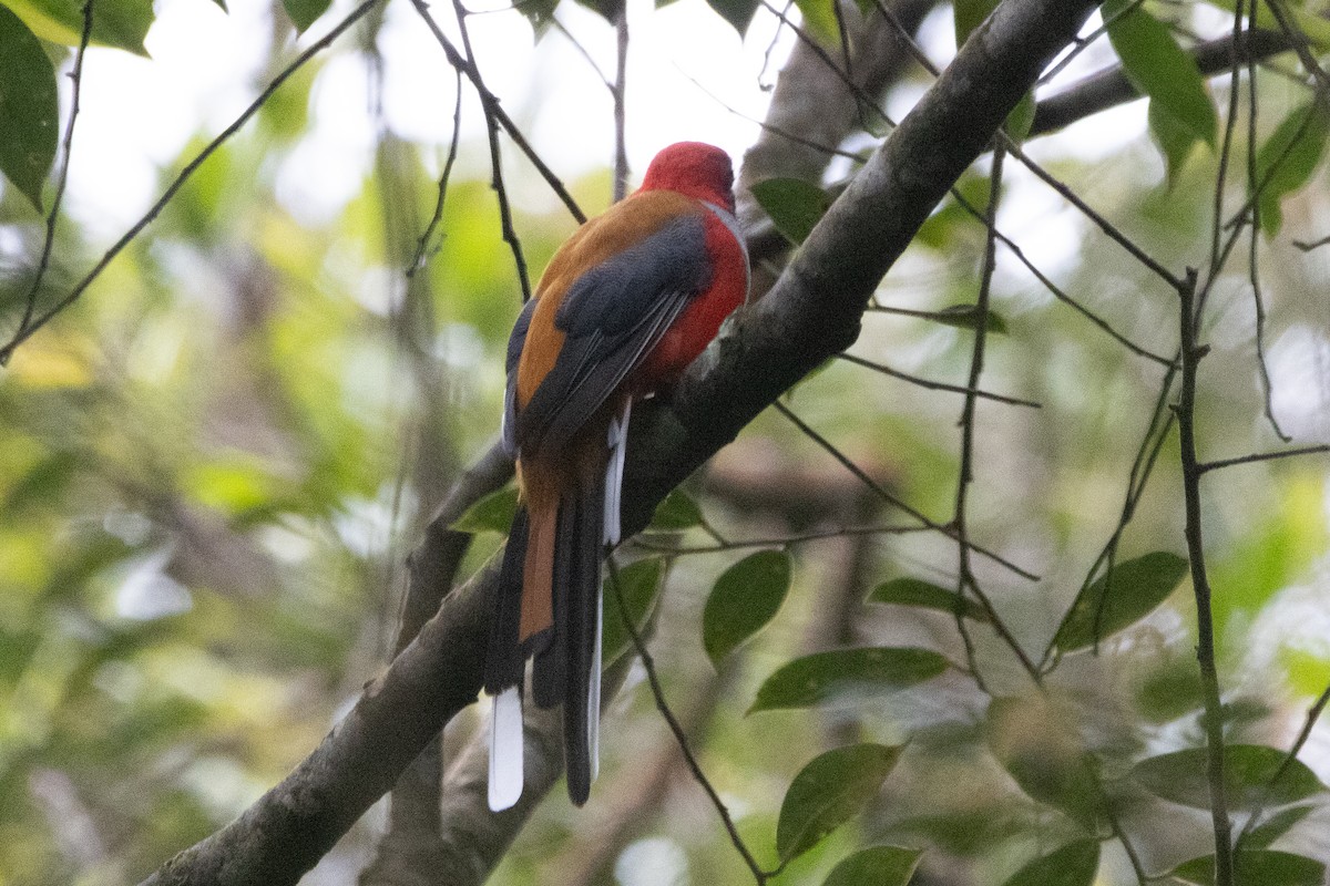 Whitehead's Trogon - ML603912961