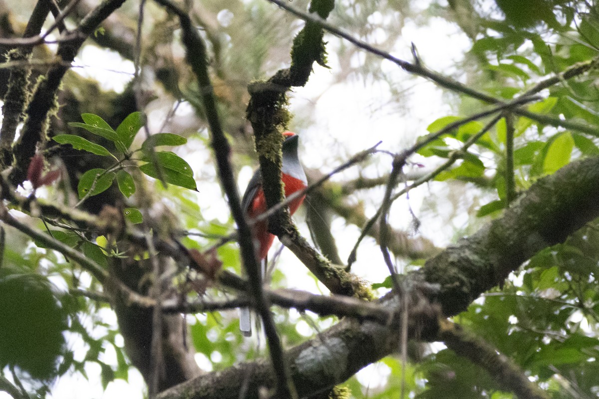 Whitehead's Trogon - ML603912981