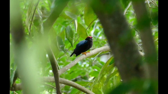 Lance-tailed Manakin - ML603913331