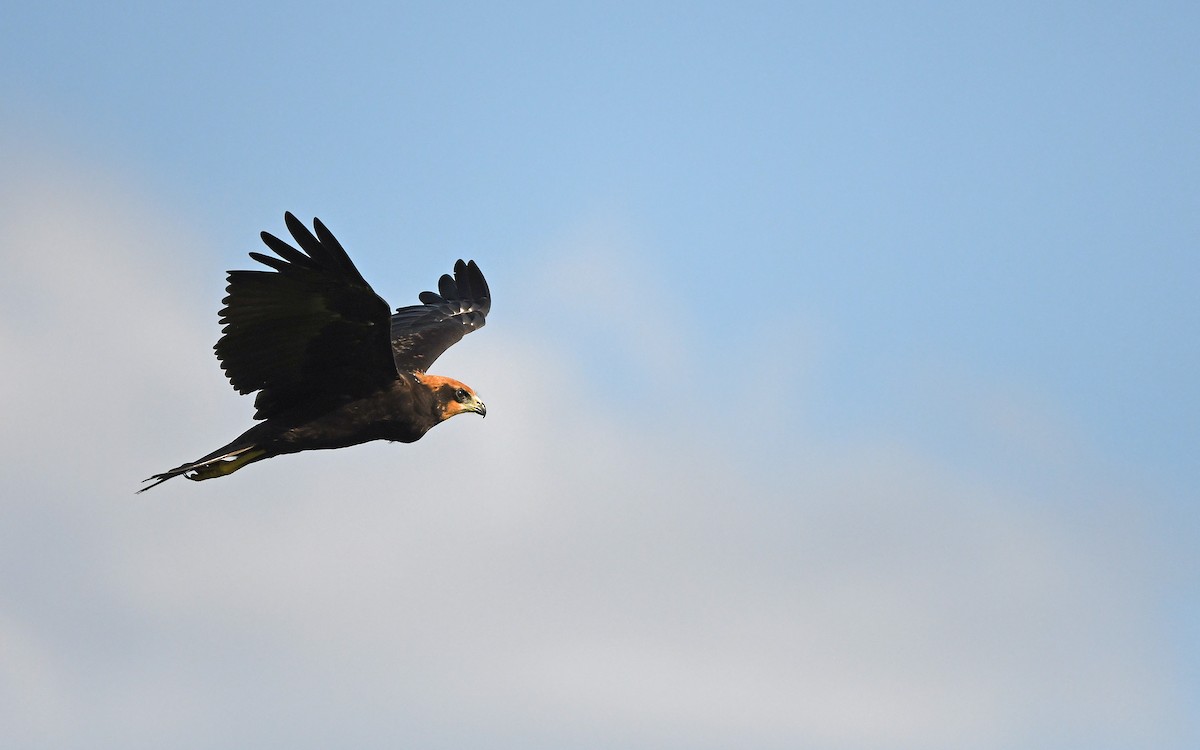 Western Marsh Harrier - ML603913531