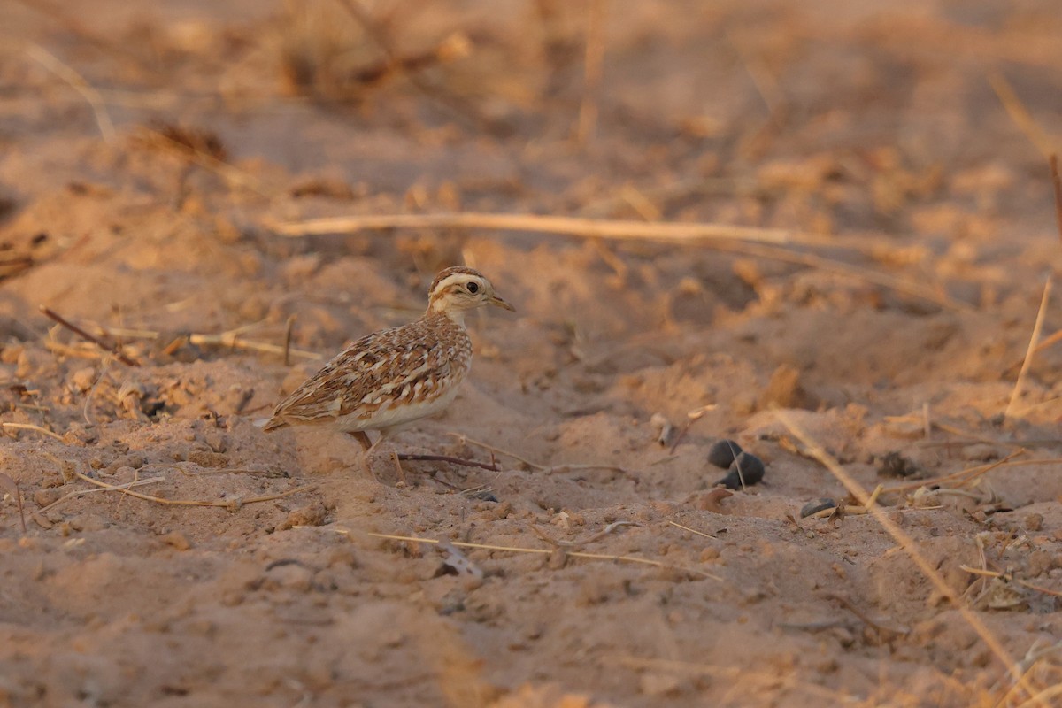 Quail-plover - ML603914391