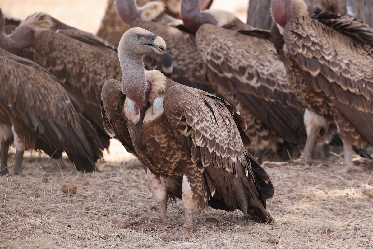 Rüppell's Griffon - ML603914531