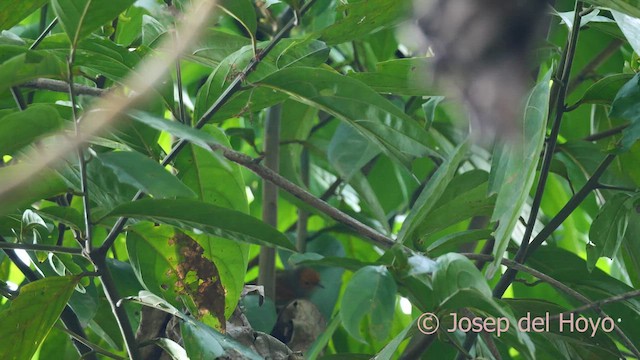 Red-faced Spinetail - ML603914671