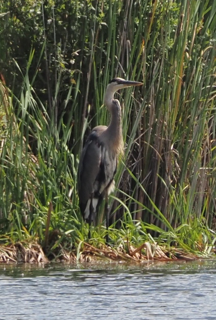 Great Blue Heron - ML603916371