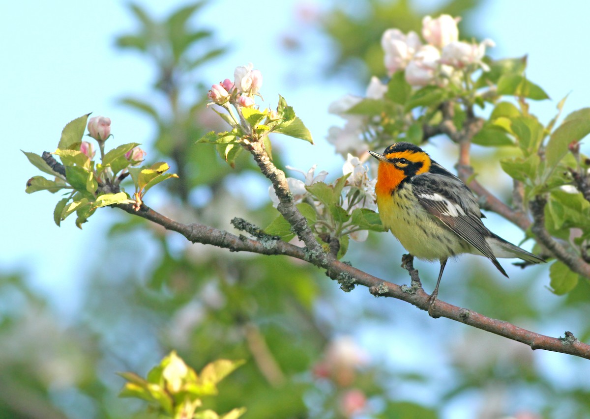 Blackburnian Warbler - ML60391661