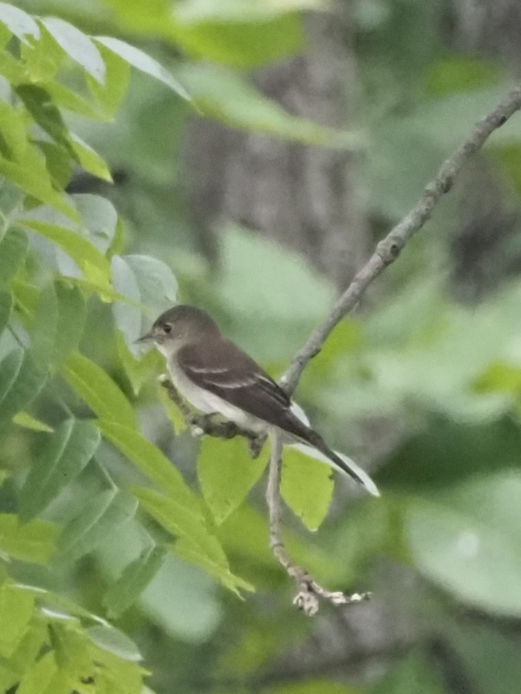 Eastern Wood-Pewee - Jonine Dewitte