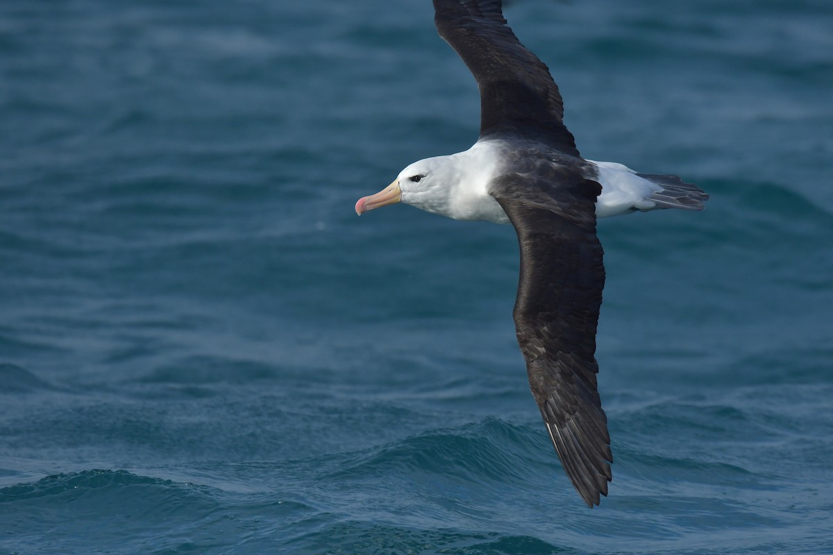 Schwarzbrauenalbatros (melanophris) - ML603917501